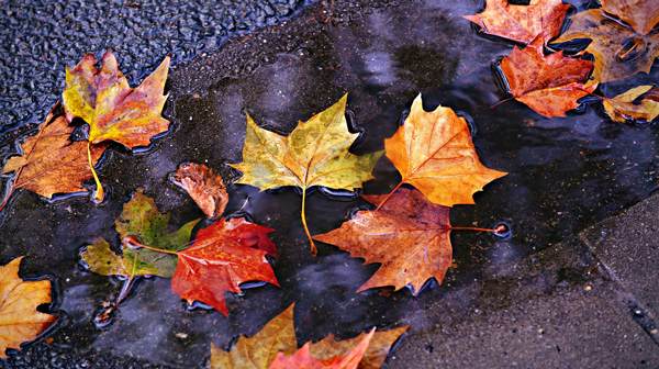 autumn-leaf-litter